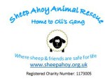 Sheep Ahoy Animal Rescue