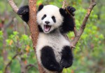 Test DONATE