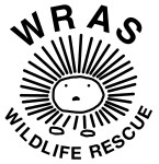East Sussex Wildlife Rescue & Ambulance Service (WRAS)