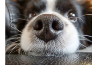 Dumfries and Galloway Canine Rescue
