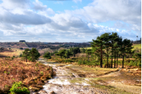 The Conservators of Ashdown Forest