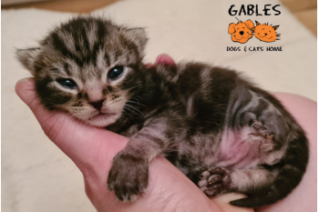 Gables Dogs and Cats Home