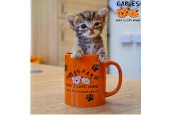 Gables Dogs and Cats Home