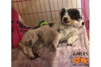 Gables Dogs and Cats Home