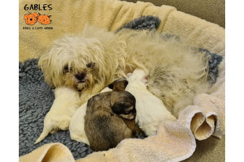 Gables Dogs and Cats Home