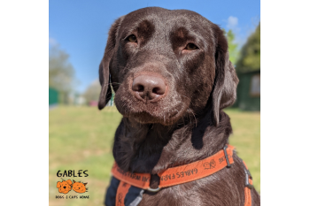 Gables Dogs and Cats Home