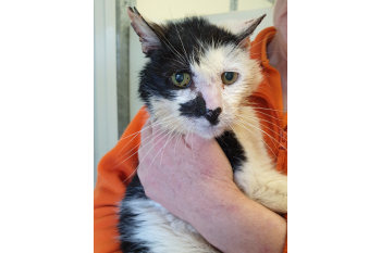 Gables Dogs and Cats Home
