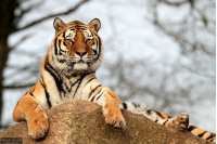 Dartmoor Zoological Society