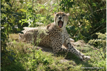 Big Cat Enclosures