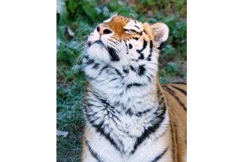 Dartmoor Zoological Society