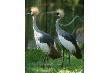 Dartmoor Zoological Society