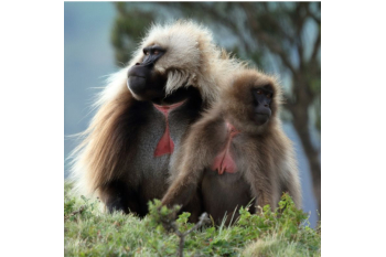 Gelada Enclosure