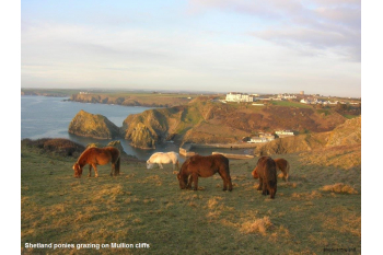 My Cornish Pony