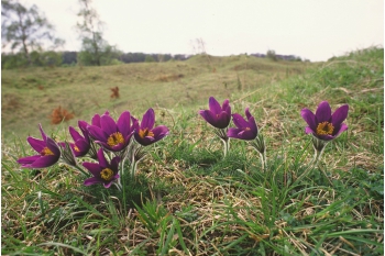 Peterborough’s National Nature Reserves