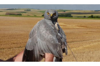 Bringing Hen Harriers back to Southern England