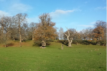 Restoring Moccas lost medieval deer park to its former splendour