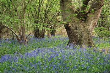 Stiperstones National Nature Reserve: Restoration of Bergum Wood