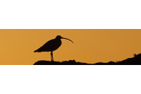 Curlew Action