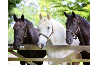 The Horse Trust