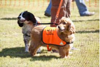 RECOVERY Assistance Dogs
