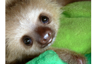 Panda & Sloth Zoo (Test)