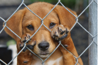 St Giles Animal Rescue